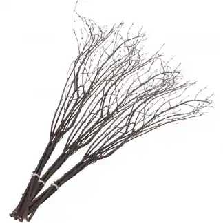 Fastelavnsris, L 50-60 cm, 20stk./ 1 pk. | Kun i dag